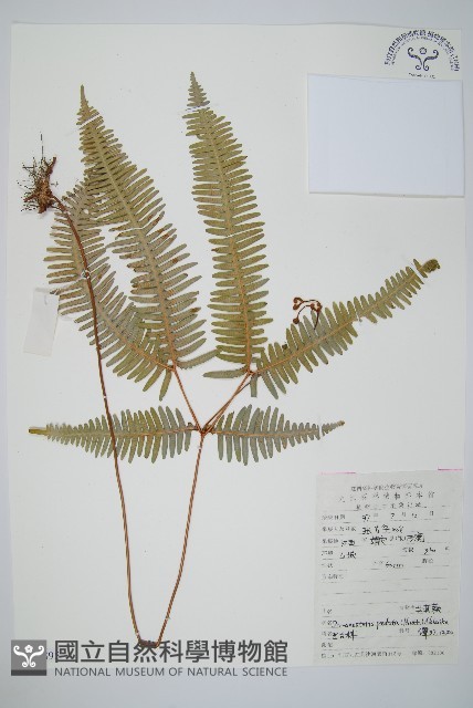 芒萁藏品圖，第1張