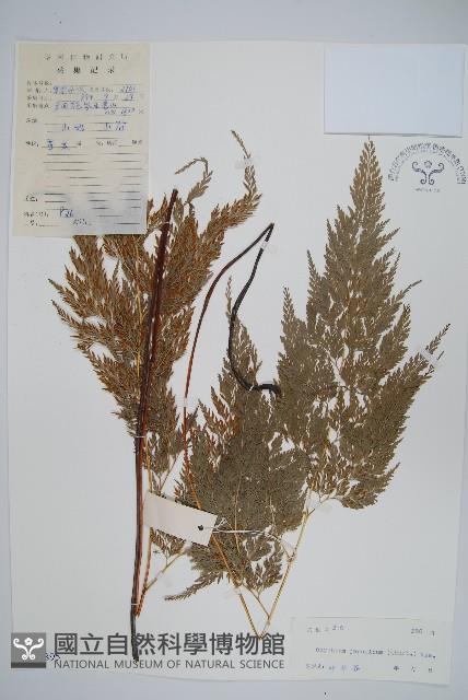 日本金粉蕨藏品圖，第1張