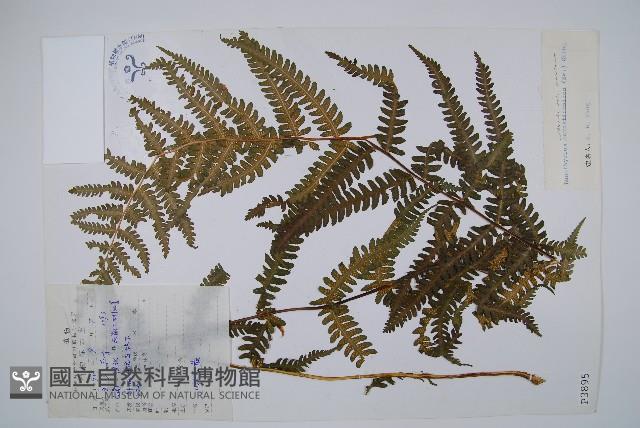 登錄號:P003895藏品圖，第1張