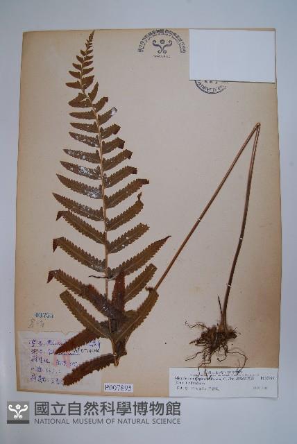 邊緣鱗蓋蕨藏品圖，第1張