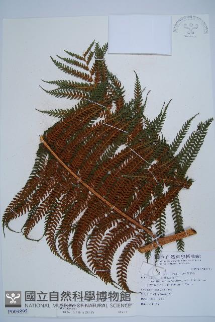 筆筒樹藏品圖，第1張