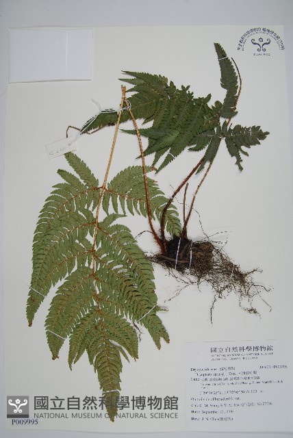 南海鱗毛蕨藏品圖，第1張