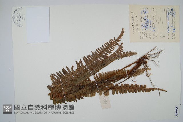腎蕨藏品圖，第1張