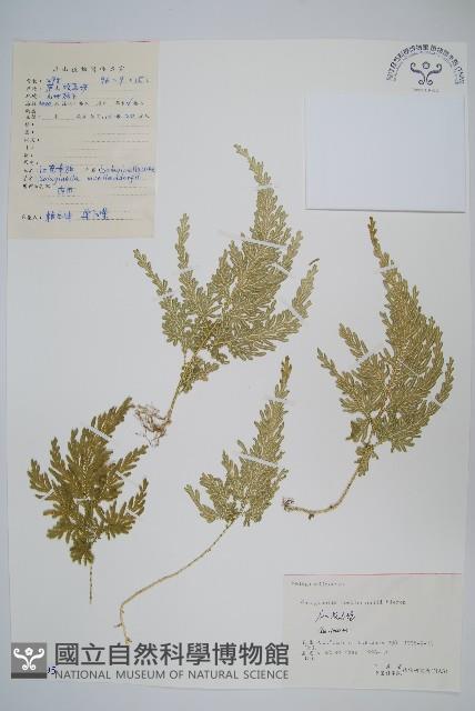 江南卷柏藏品圖，第1張