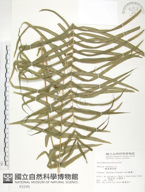 鱗蓋鳳尾蕨藏品圖，第1張