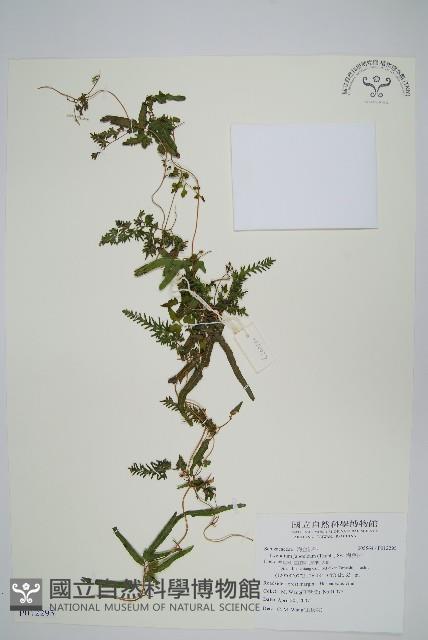 海金沙藏品圖，第1張