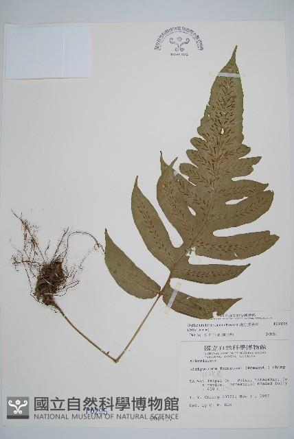 網脈雙蓋蕨藏品圖，第1張