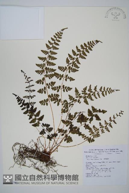 宿蹄蓋蕨藏品圖，第1張