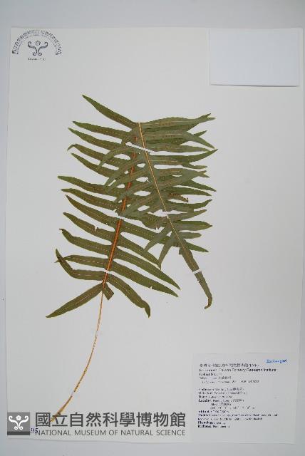 阿里山水龍骨藏品圖，第1張