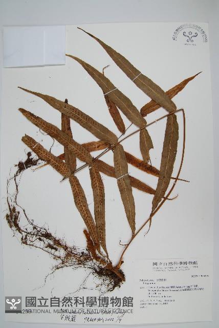 肢節蕨藏品圖，第1張