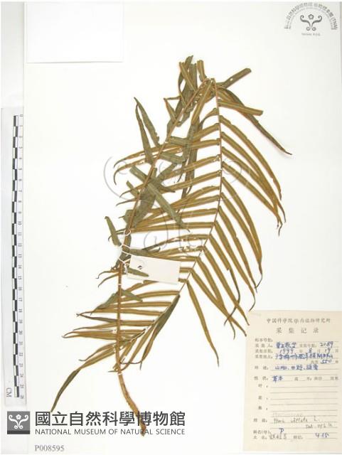 鱗蓋鳳尾蕨藏品圖，第1張