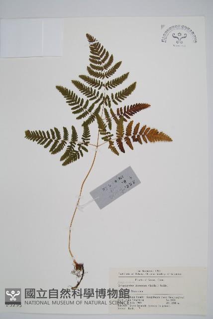 羽節蕨藏品圖，第1張