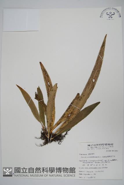 蘭嶼車前蕨藏品圖，第1張