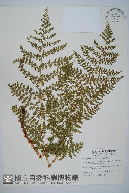 廣布鱗毛蕨藏品圖，第1張