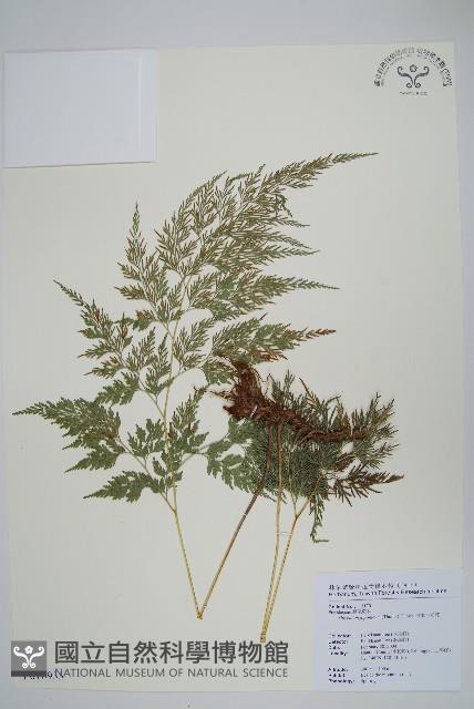 日本金粉蕨藏品圖，第1張