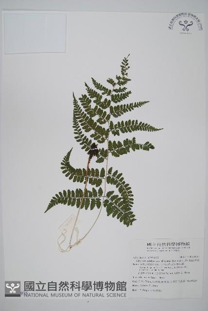 姬蹄蓋蕨藏品圖，第1張