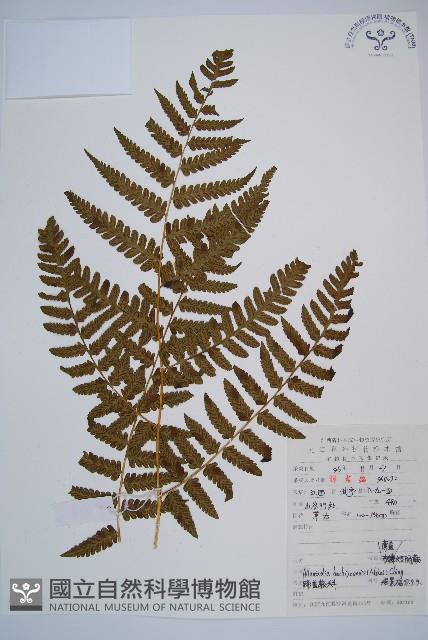 薄蓋短腸蕨藏品圖，第1張