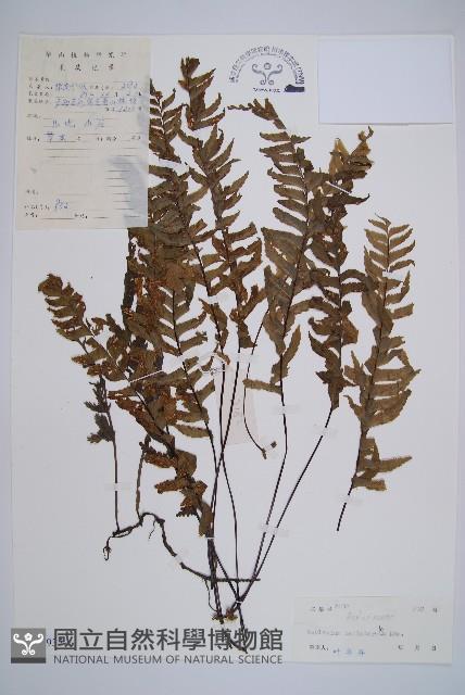 單邊鐵角蕨藏品圖，第1張
