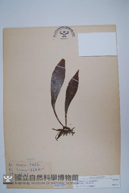 臺灣車前蕨藏品圖，第1張