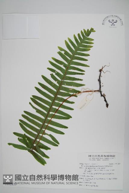 大葉水龍骨藏品圖，第1張