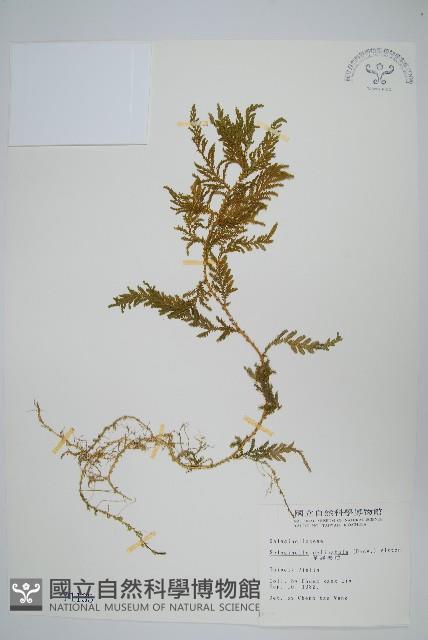 全緣卷柏藏品圖，第1張