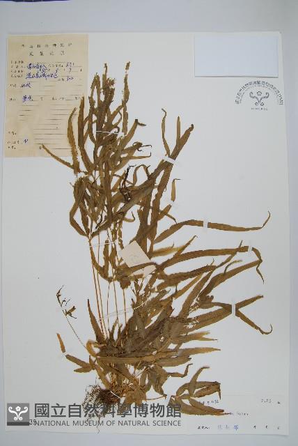 鳳尾蕨藏品圖，第1張