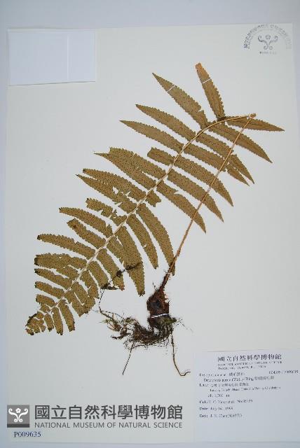 桫欏鱗毛蕨藏品圖，第1張