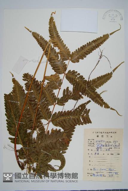 傅氏鳳尾蕨藏品圖，第1張