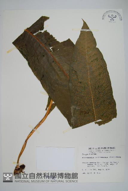 膜葉星蕨藏品圖，第1張