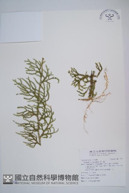 過山龍藏品圖，第1張