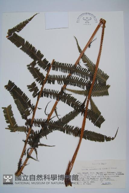 登錄號:P005735藏品圖，第1張