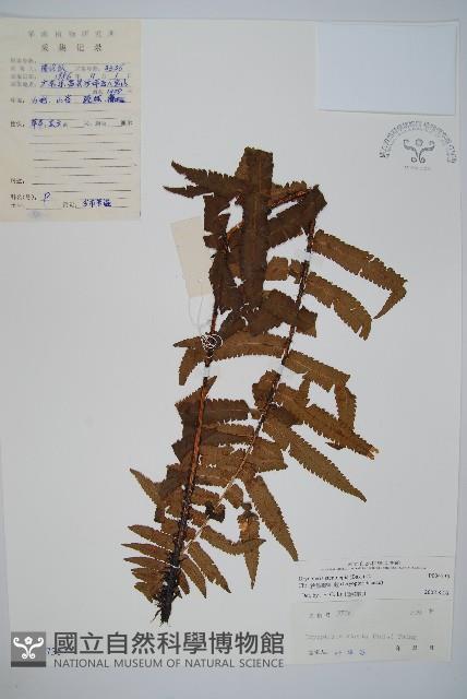 狹鱗鱗毛蕨藏品圖，第1張