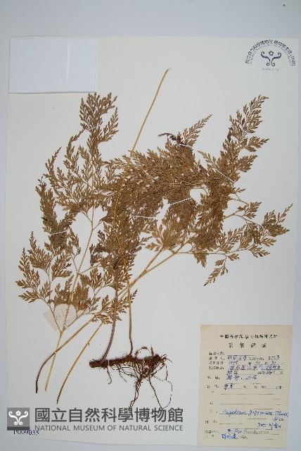 日本金粉蕨藏品圖，第1張