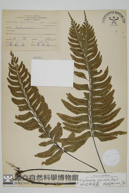 剪葉鐵角蕨藏品圖，第1張