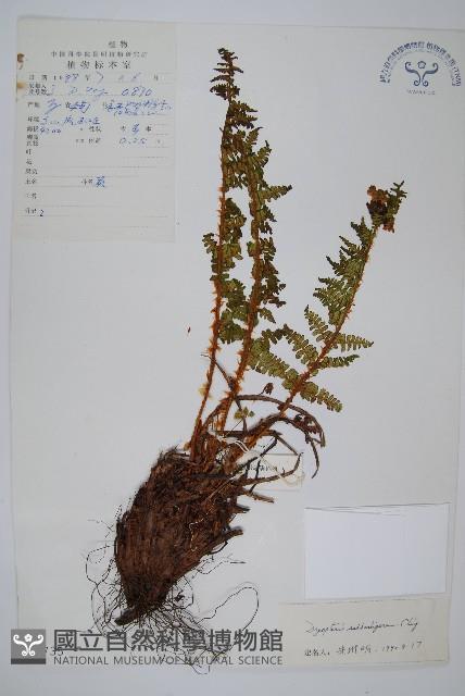 近多鱗毛蕨藏品圖，第1張