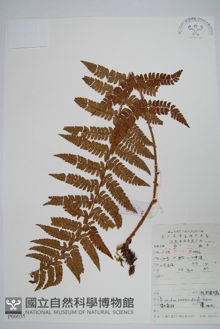 假黑鱗耳蕨藏品圖，第1張