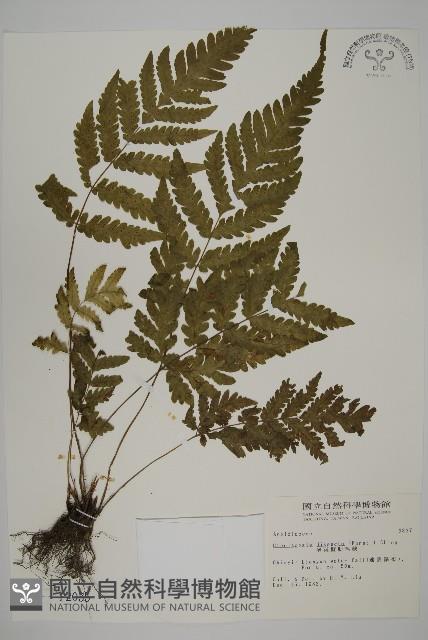 薄葉擬肋毛蕨藏品圖，第1張