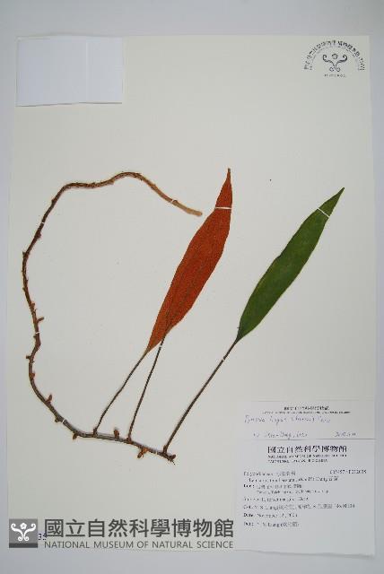 石葦藏品圖，第1張