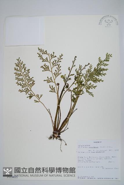 登錄號:P010035藏品圖，第1張