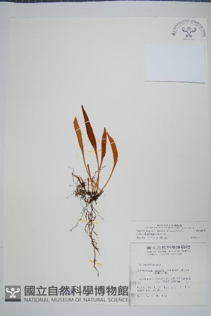 玉山石葦藏品圖，第1張