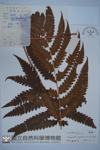 日本狗脊蕨藏品圖，第1張