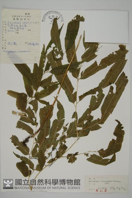 華鳳丫蕨藏品圖，第1張