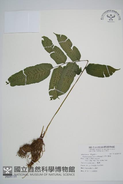 腸蕨藏品圖，第1張