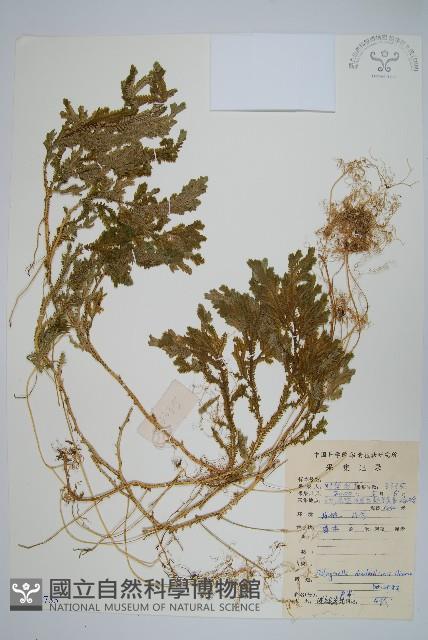 生根卷柏藏品圖，第1張