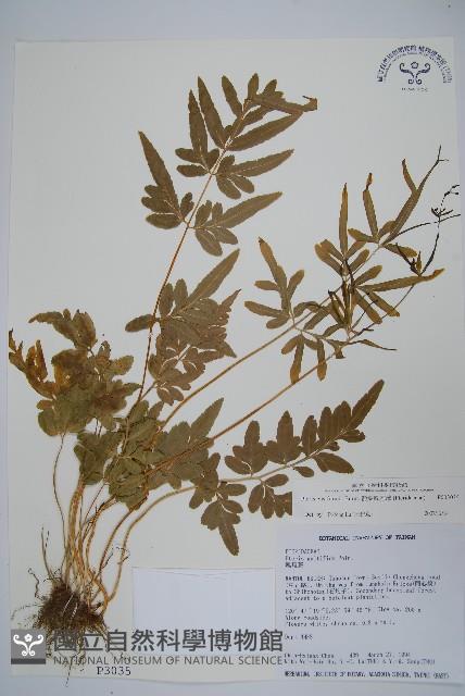 箭葉鳳尾蕨藏品圖，第1張