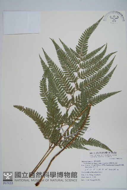 細葉複葉耳蕨藏品圖，第1張