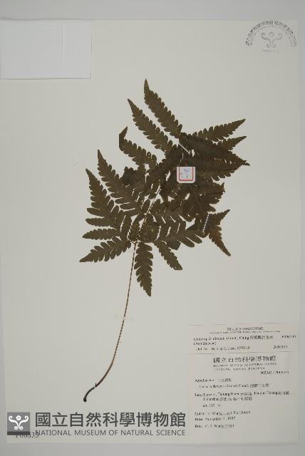 薄葉擬肋毛蕨藏品圖，第1張