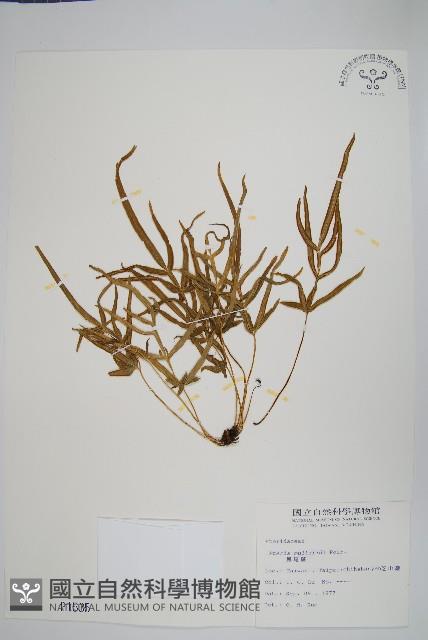 鳳尾蕨藏品圖，第1張