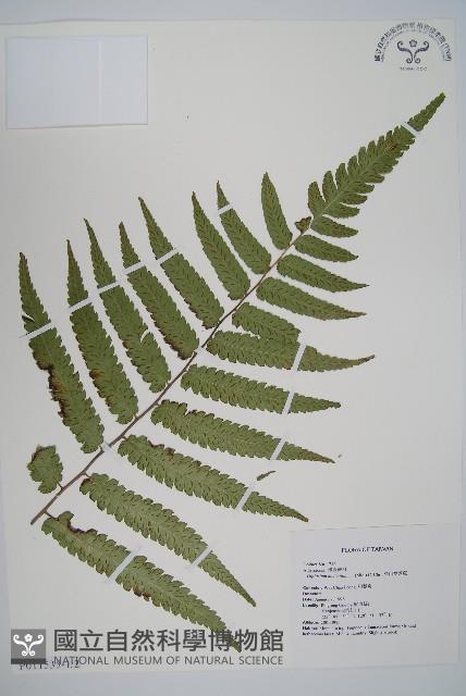 深山雙蓋蕨藏品圖，第1張