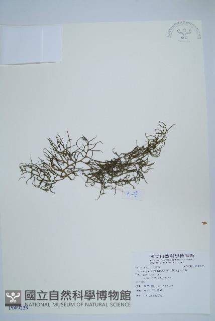 水蕨藏品圖，第1張